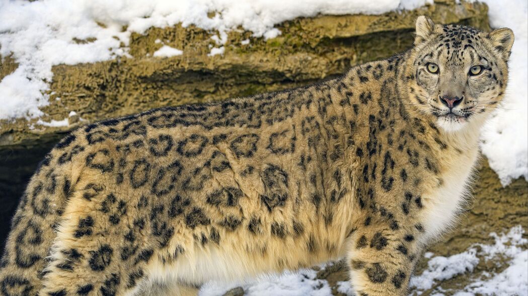  irbis 捕食者 大猫 雪 动物 4k壁纸 3840x2160
