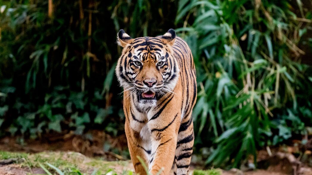 老虎 突出的舌头 捕食者 大猫 动物 树叶 4k壁纸 3840x2160