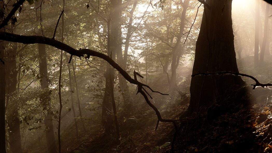 森林 树木 雾 光 射线 自然 4k壁纸 3840x2160
