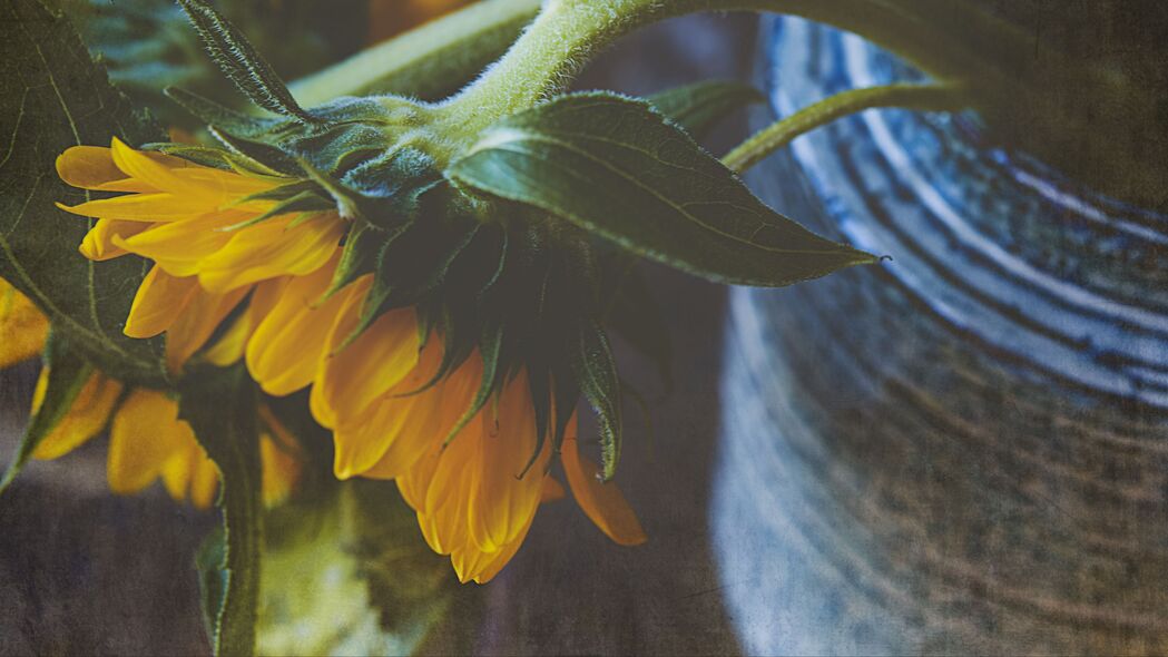 向日葵 花 花瓣 宏观 黄色 绿色 4k壁纸 3840x2160