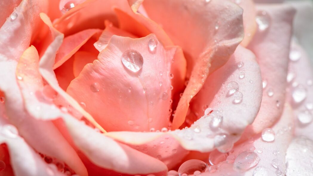 玫瑰 花 花瓣 水滴 粉红色 4k壁纸 3840x2160