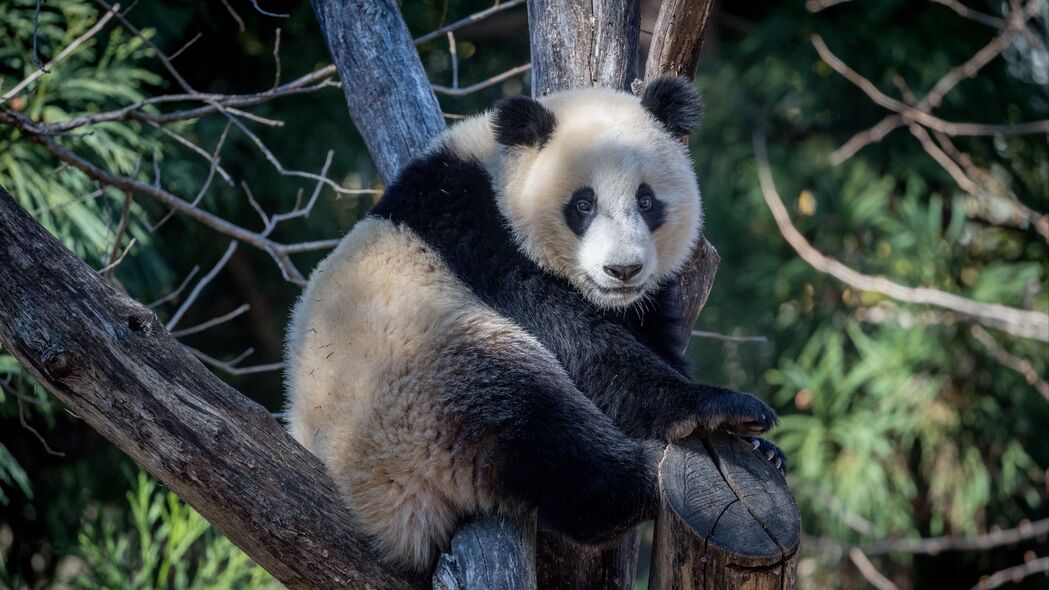 熊猫 动物 树 树枝 4k壁纸 3840x2160