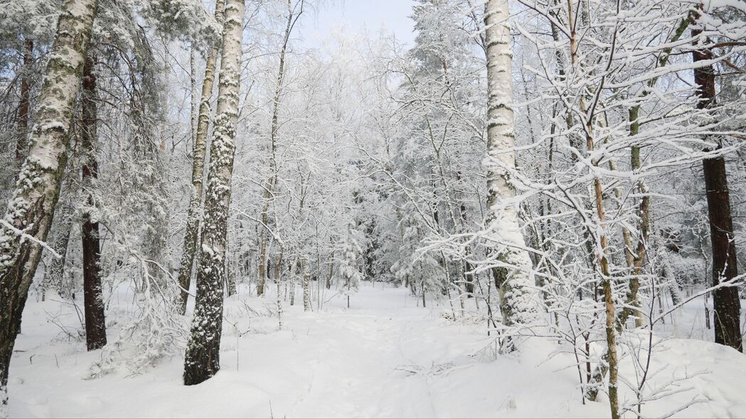 森林 冬天 树木 雪 风景 4k壁纸 3840x2160
