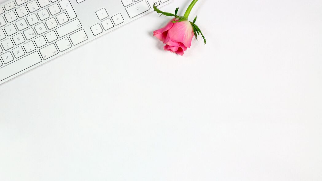玫瑰 花 键盘 粉红色 白色 极简主义 4k壁纸 3840x2160
