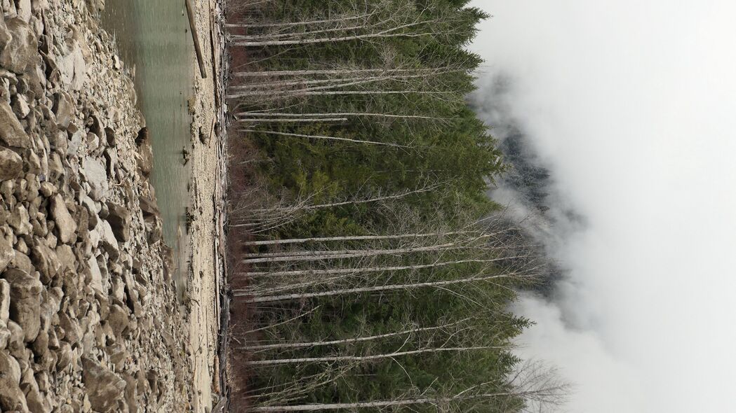 森林 树木 树枝 干燥 雾 自然 4k壁纸 3840x2160