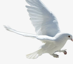 白色唯美飞鸟白鸽