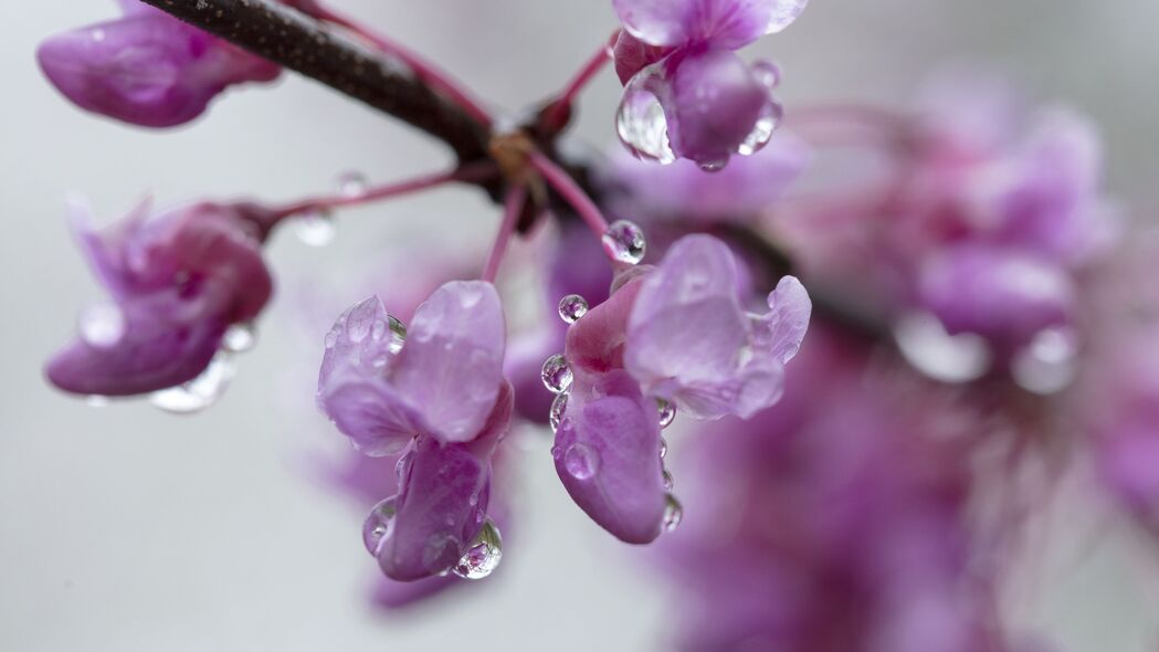 紫荆花瓣滴落粉红浪漫，超清4K壁纸，3840x2160高清背景图片免费下载