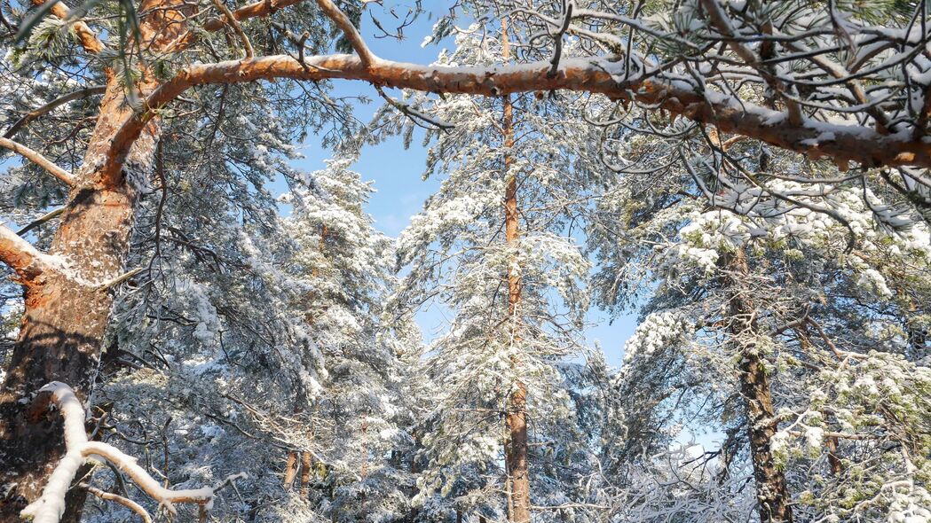 森林 树木 冬天 雪 自然 4k壁纸 3840x2160