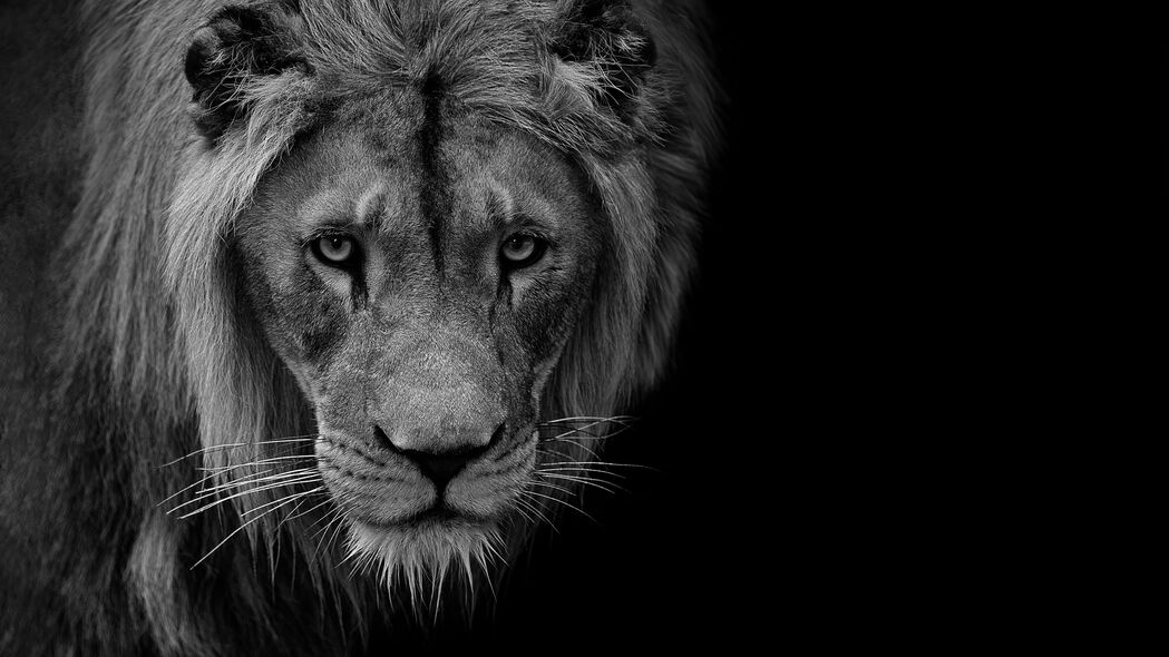 狮子 捕食者 野生动物 动物 黑白 4k壁纸 3840x2160