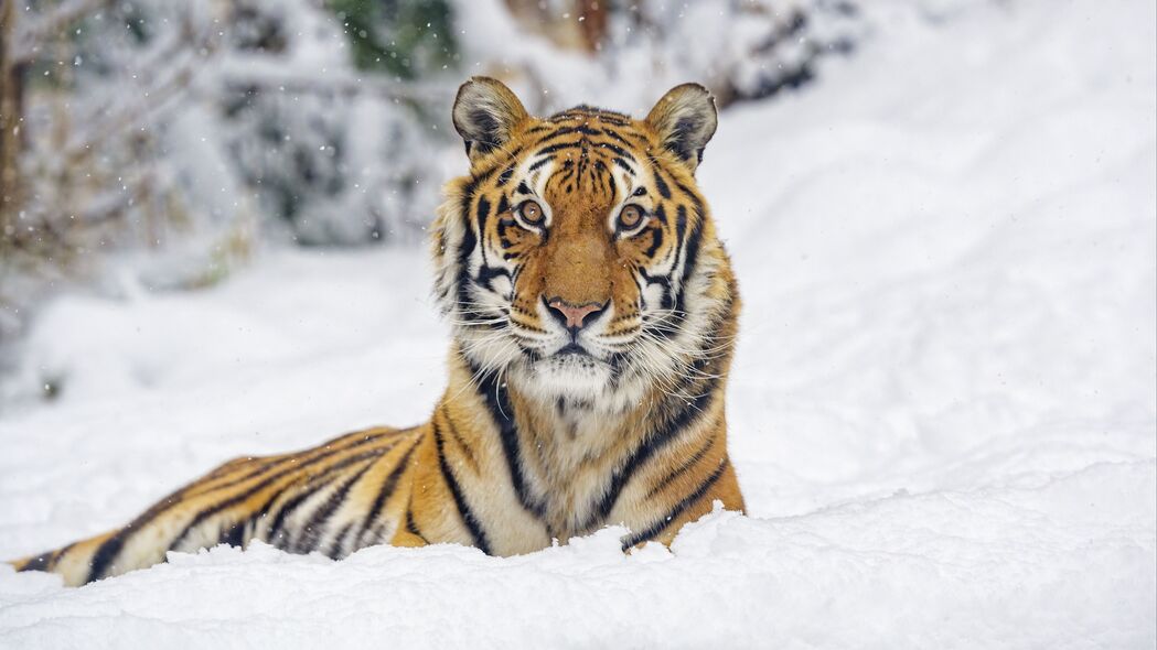 老虎 动物 条纹 雪 冬天 大猫 4k壁纸 3840x2160