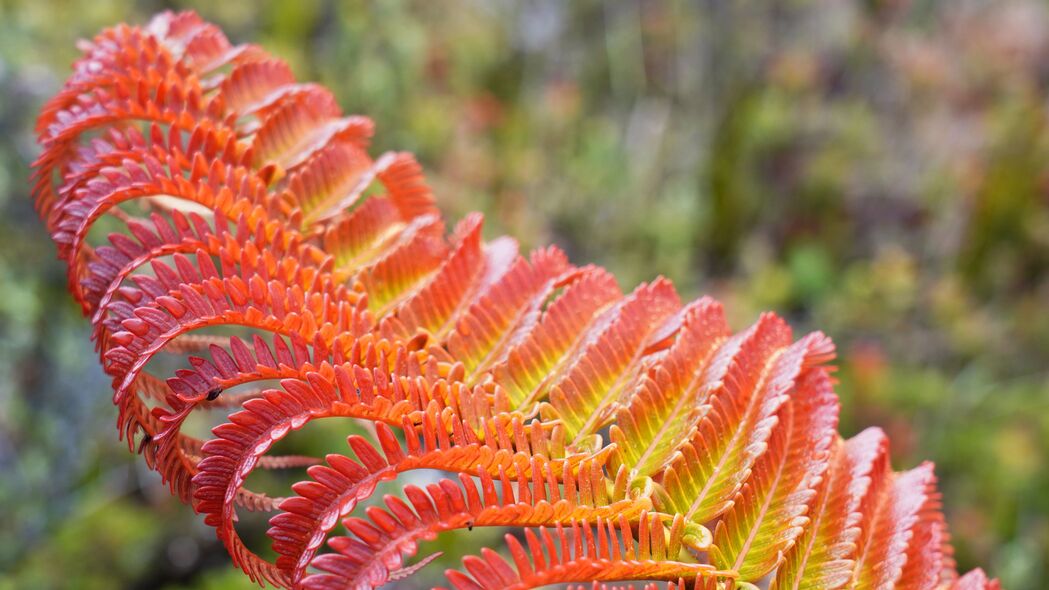 蕨类植物 叶子 红色 黄色 宏观 4k壁纸 3840x2160