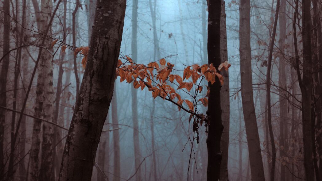 森林 树木 树叶 秋天 雾霾 自然 4k壁纸 3840x2160
