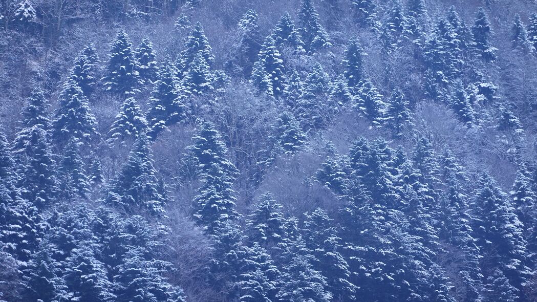 树木 森林 雪 冬天 自然 风景 4k壁纸 3840x2160