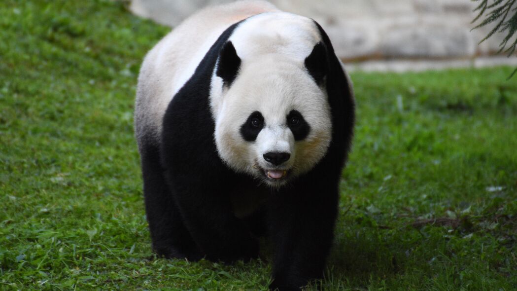 熊猫 毛茸茸的 一瞥 动物 4k壁纸 3840x2160