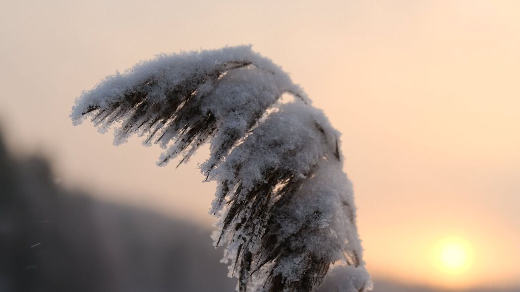 芦苇雪景黄昏日落，4K高清壁纸宏观呈现，3840x2160分辨率，免费下载