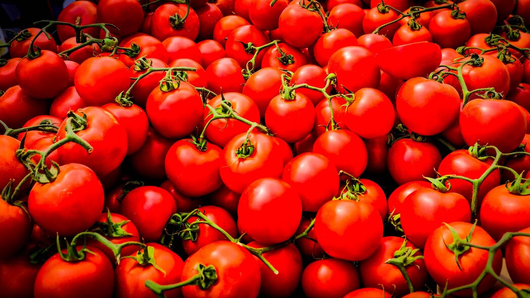 番茄 蔬菜 树枝 红色 宏观 4k壁纸 3840x2160