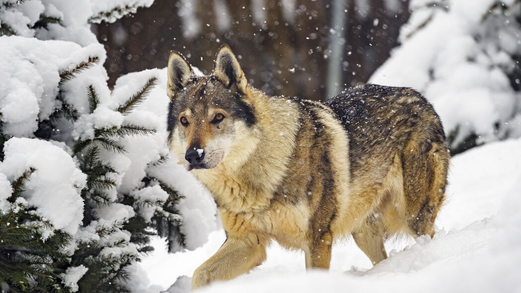 狼 动物 雪 冬天 野生动物 4k壁纸 3840x2160