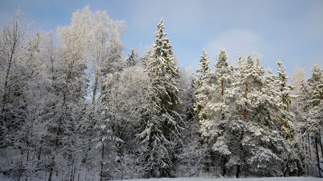 树木 森林 雪 冬天 自然 4k壁纸 3840x2160