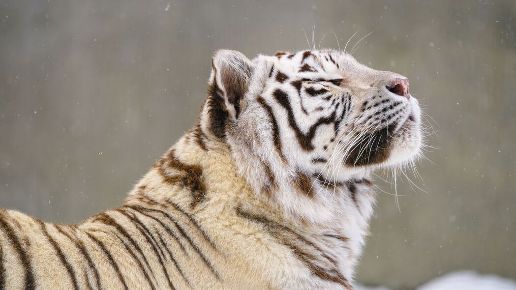 孟加拉虎 老虎 动物 雪 大猫 4k壁纸 3840x2160