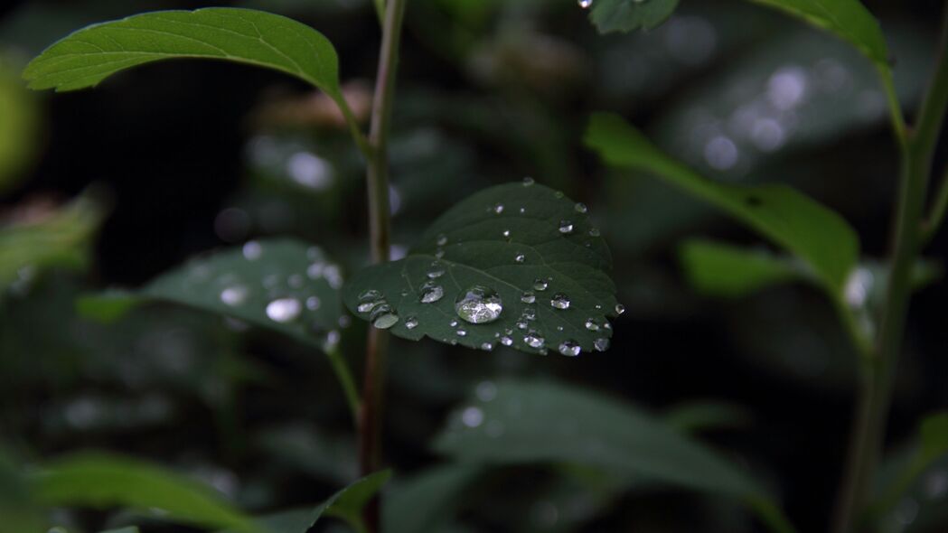 植物 叶子 水滴 宏 湿 绿色 4k壁纸 3840x2160