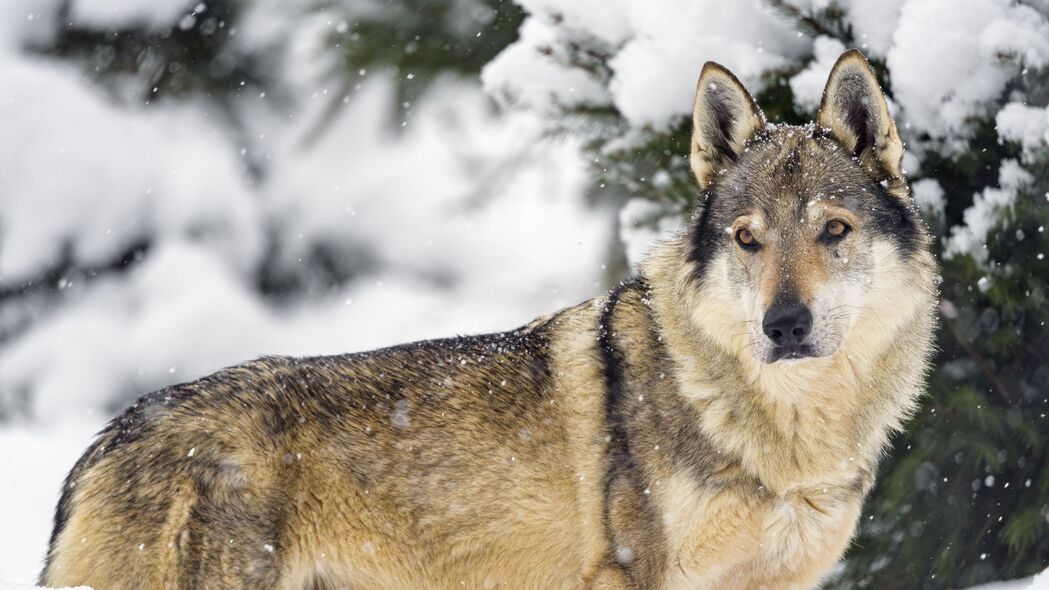 狼 动物 捕食者 雪 冬天 野生动物 4k壁纸 3840x2160