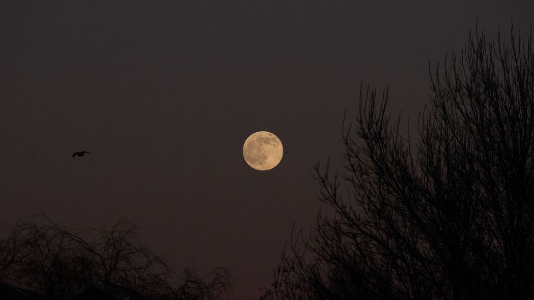 满月 月亮 树 夜晚 深色 4k壁纸 3840x2160