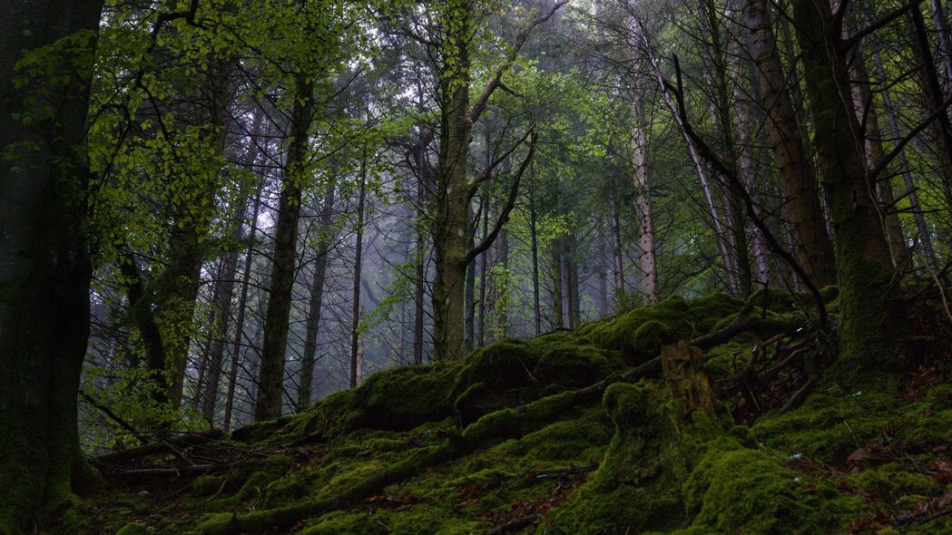 森林 树木 苔藓 自然 景观 绿色 4k壁纸 3840x2160