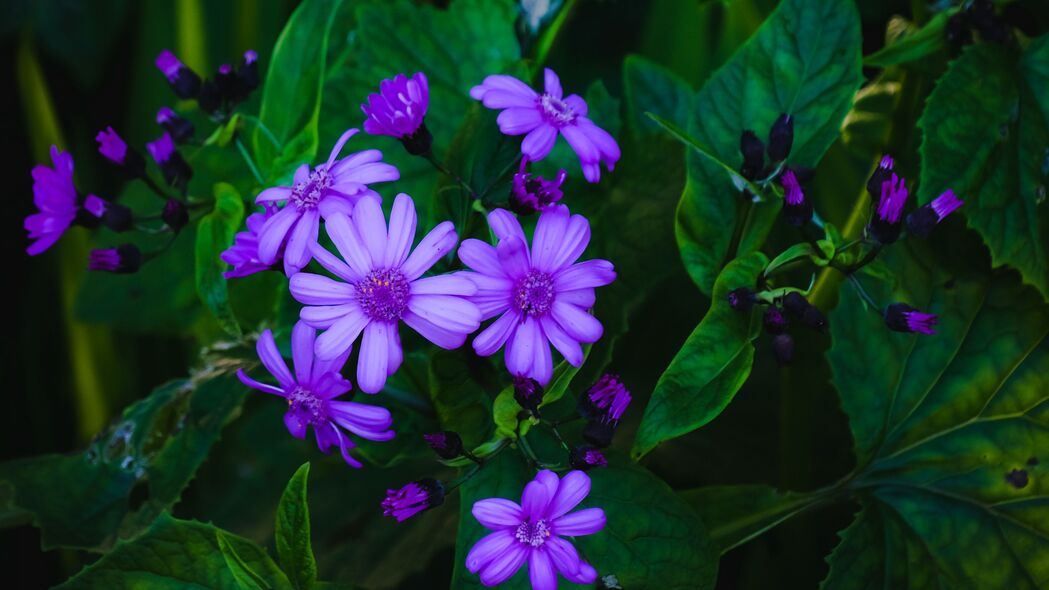花朵 树叶 花瓣 紫色 绿色 宏观 4k壁纸 3840x2160