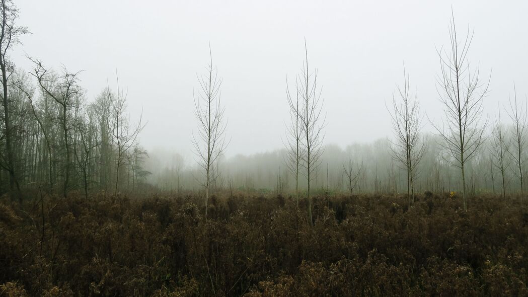 树木 森林 雾 自然 4k壁纸 3840x2160