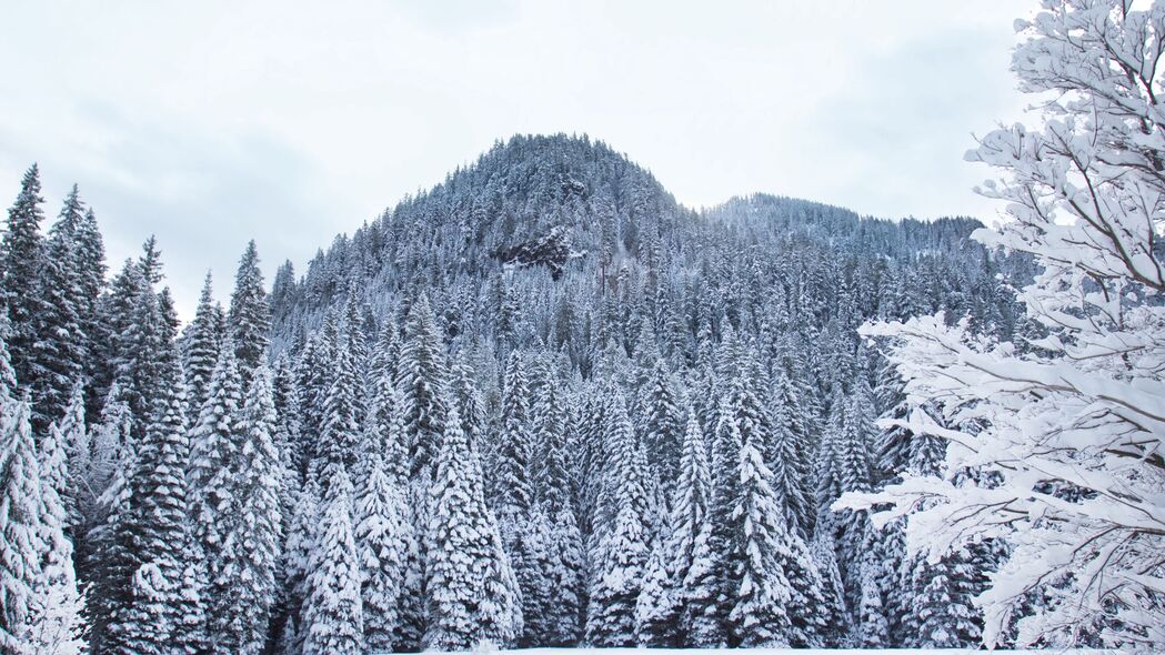 森林 树木 雪 冬天 白色 4k壁纸 3840x2160