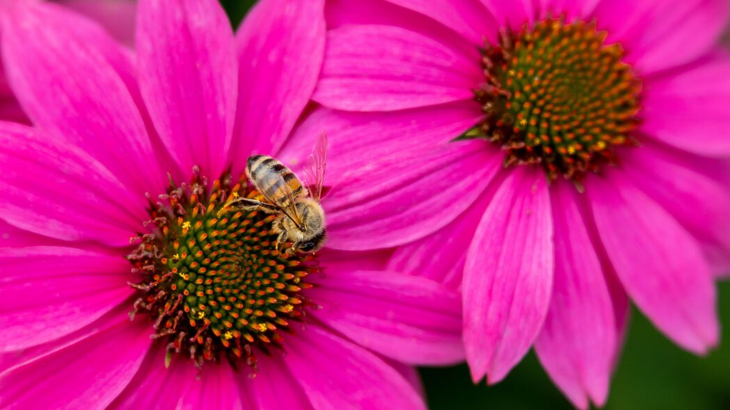 蜜蜂 昆虫 花朵 花瓣 粉红色 宏观 4k壁纸 3840x2160