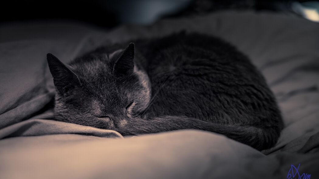 猫 宠物 睡眠 可爱 蓬松的 4k壁纸 3840x2160