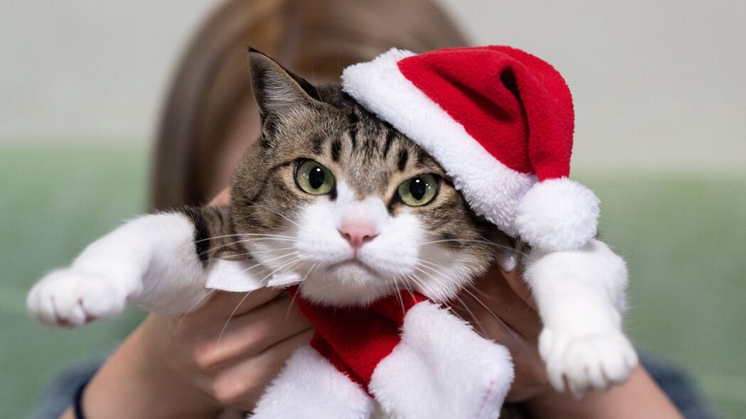 猫 宠物 一瞥 帽子 新年 圣诞 4k壁纸 3840x2160