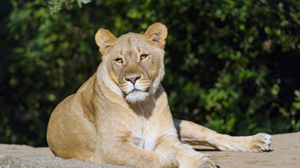 母狮猎影，大猫捕食者风采，高清4K动物壁纸3840x2160下载