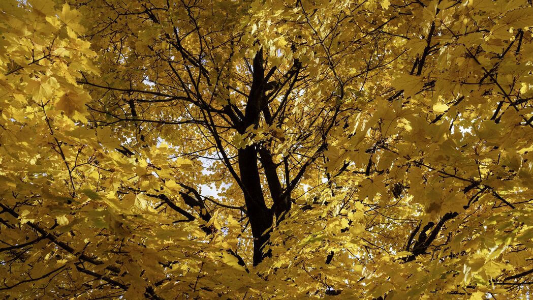 树 树叶 黄色 秋季 4k壁纸 3840x2160