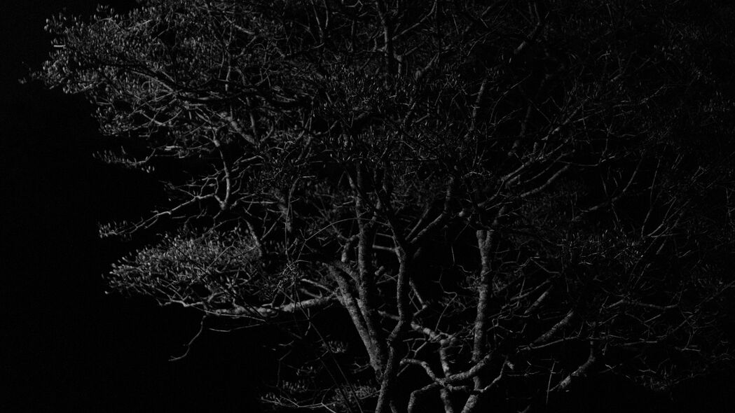 树 树枝 夜晚 黑白 深色 4k壁纸 3840x2160