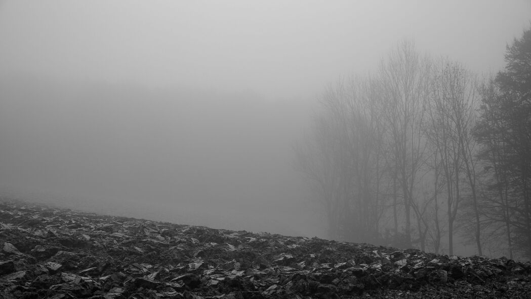 树木 剪影 落叶 雾 薄雾 黑白 4k壁纸 3840x2160