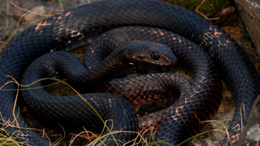 蛇 爬行动物 鳞片 黑色 4k壁纸 3840x2160