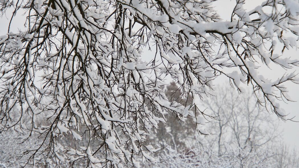 树 树枝 雪 冬天 白色 4k壁纸 3840x2160