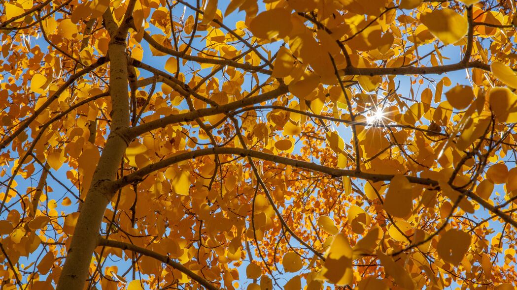 树 树叶 阳光 光线 秋天 黄色 4k壁纸 3840x2160