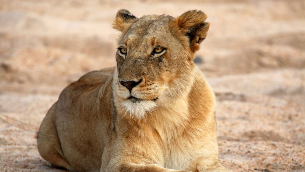 母狮 捕食者 动物 大猫 浏览 4k壁纸 3840x2160