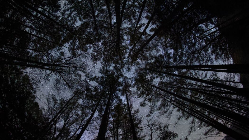 森林 树木 剪影 星星 夜晚 黑暗 底部视图 4k壁纸 3840x2160