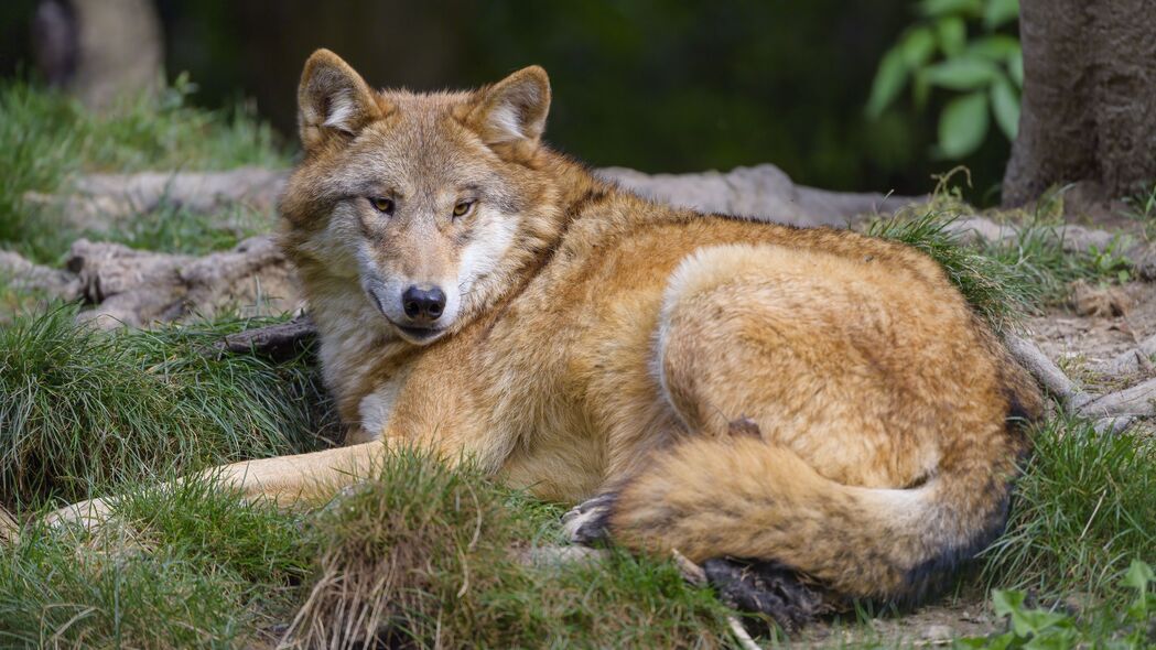狼 捕食者 野生动物 浏览 4k壁纸 3840x2160
