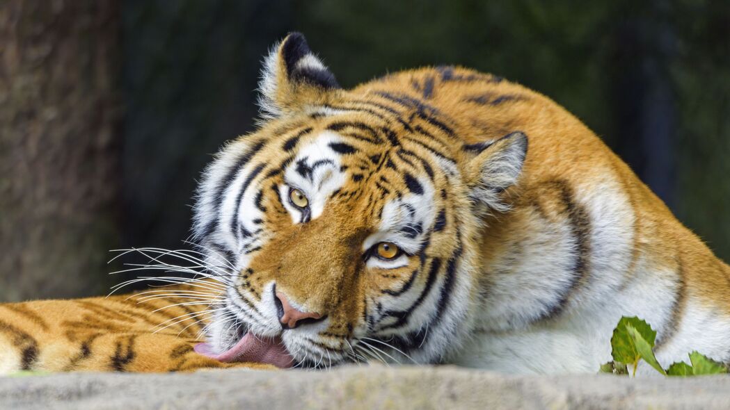 老虎 动物 突出的舌头 条纹 大猫 4k壁纸 3840x2160