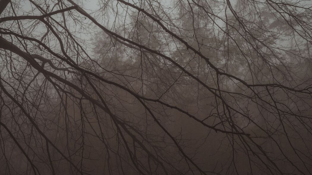 树 树枝 雾 雾 深色 4k壁纸 3840x2160