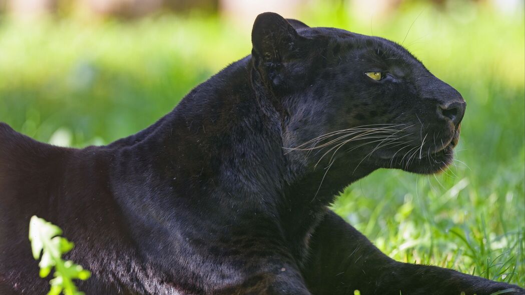 美洲豹 动物 捕食者 大猫 黑色 草 4k壁纸 3840x2160