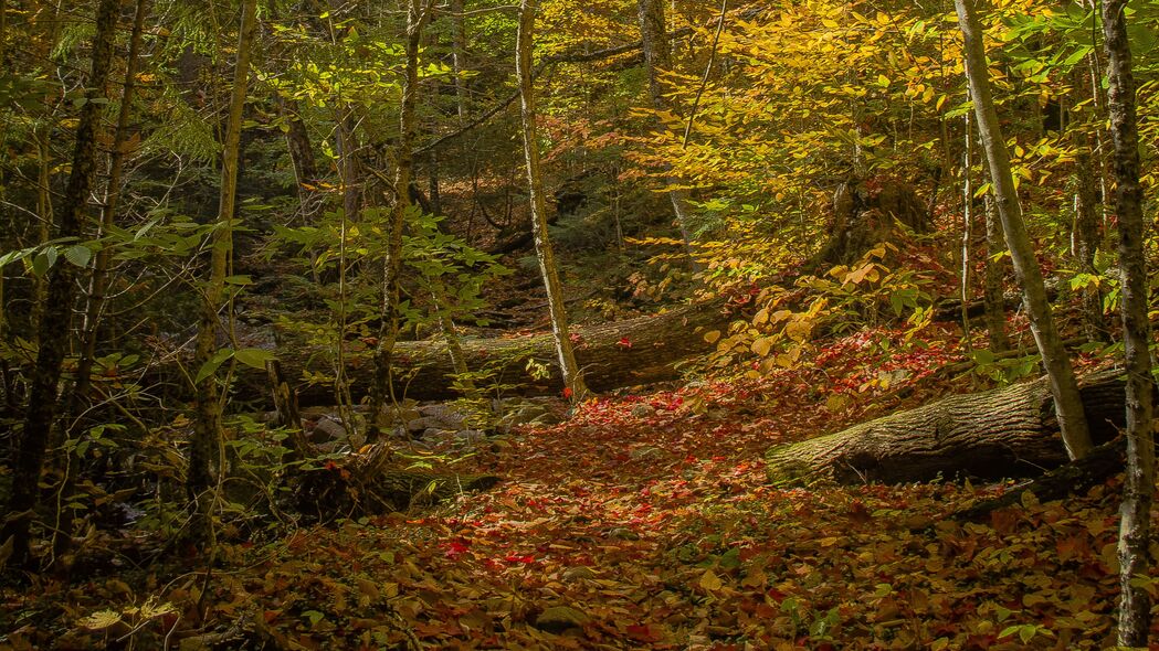 森林 树木 落叶 秋天 明亮的 4k壁纸 3840x2160