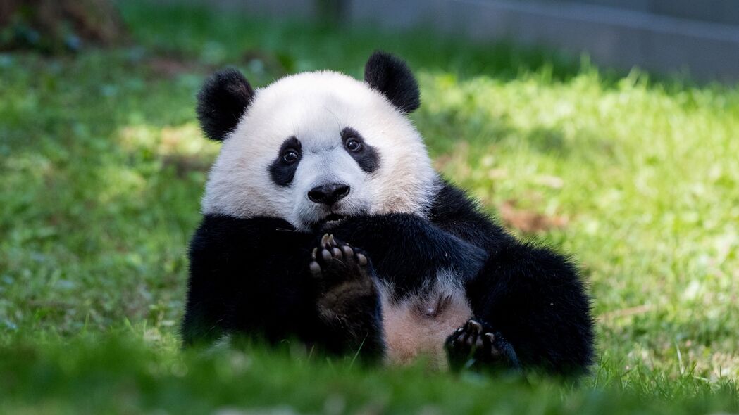 熊猫 动物 毛茸茸的 可爱的 草 4k壁纸 3840x2160