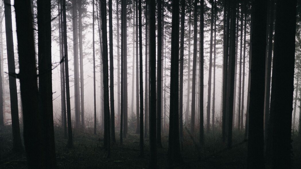 森林 树木 雾 黑暗 自然 4k壁纸 3840x2160