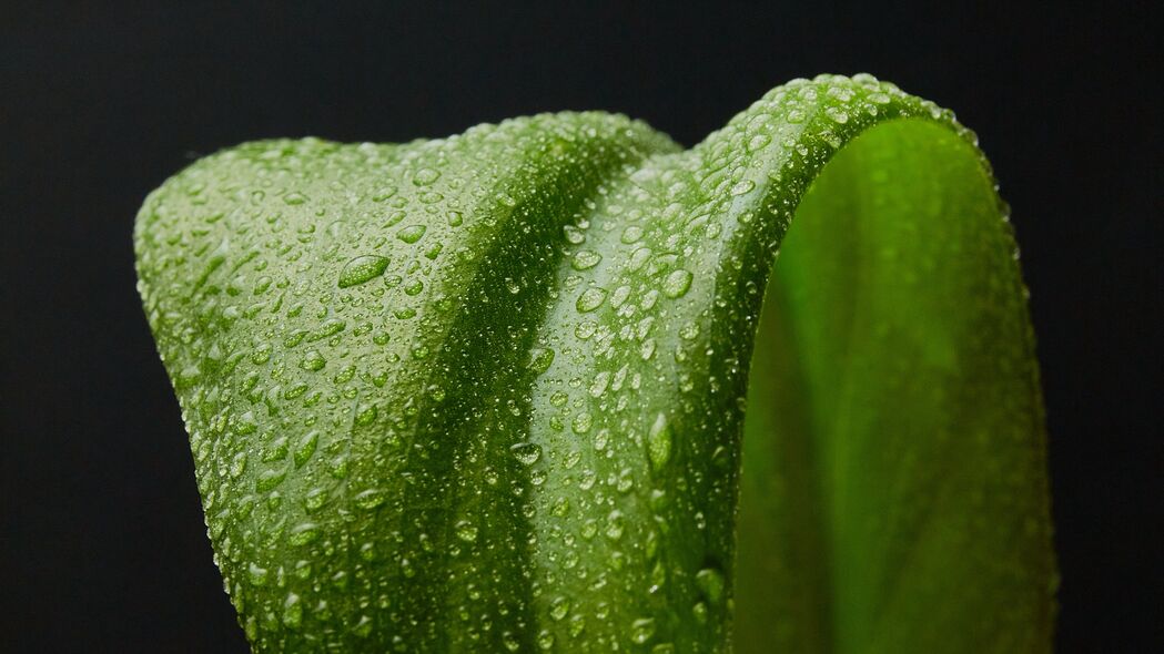 叶子 水滴 宏 湿 绿色 4k壁纸 3840x2160